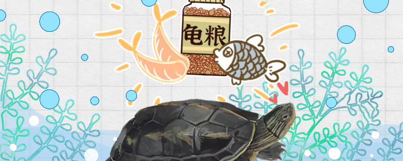 珍珠龟吃什么食物多久喂一次食物(珍珠乌龟吃什么食物)