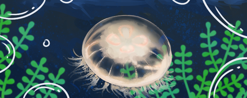 海月水母怎么养吃什么食物(海月水母养殖技术)