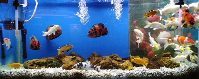鱼缸33度水温正常吗多少度正常(鱼缸33度水温正常吗多少度正常呀)