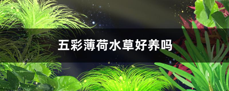 五彩薄荷水草好养吗怎么养(五彩薄荷水草好养吗怎么养活)
