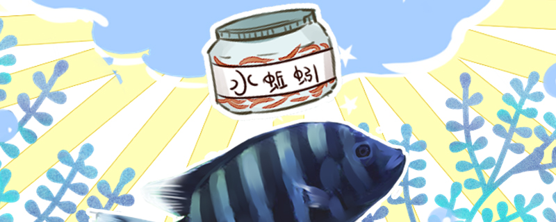 十间鱼吃什么喂什么饲料好(十间鱼喂久认识主人吗)