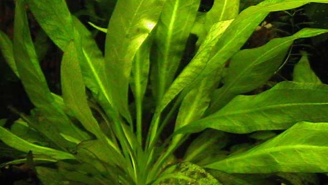 苦草的功效与作用(苦草的功效与作用图片苦草)