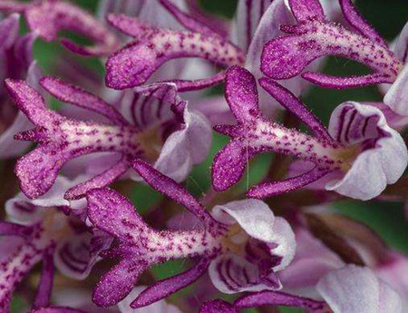 宽叶兰花的养殖方法