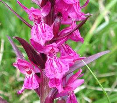 宽叶兰花的养殖方法