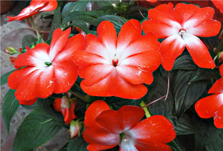 凤仙花生病该怎么治