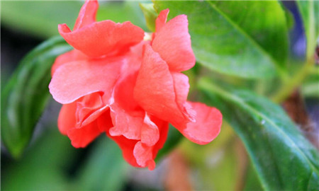 凤仙花生病该怎么治