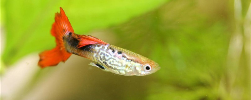 孔雀鱼怀孕隔离死了是什么原因怀孕时应怎样隔离(孔雀鱼怀孕隔离死了是什么原因怀孕时应怎样隔离了)