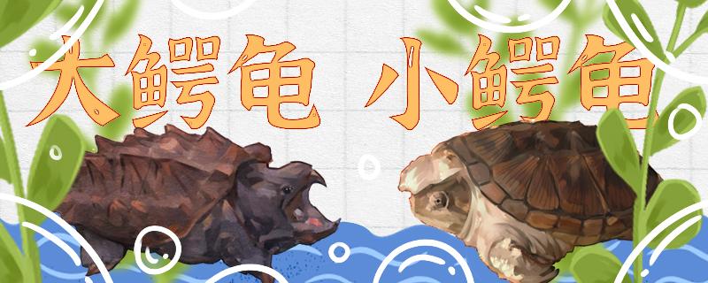 大小鳄龟可以养一起吗可以和其它乌龟一起养吗(大鳄龟小鳄龟混养)