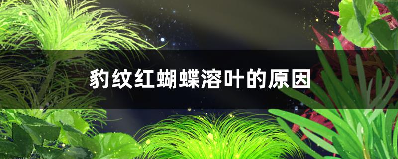 豹纹红蝴蝶溶叶的原因是什么怎么解决(豹纹蝴蝶有毒吗)