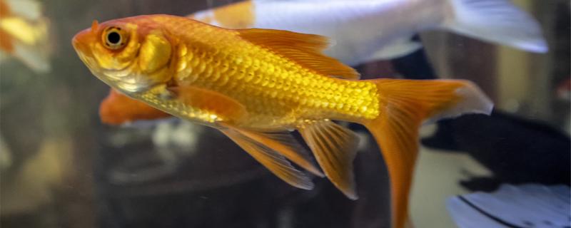 一个鱼缸养一条鱼需要打氧吗什么鱼不用打氧(一个鱼缸就养一条鱼行不行)