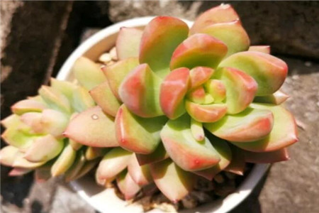 多肉夏天难养是哪几个月
