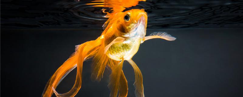 鱼缸里的水太凉怎么办什么鱼能适应凉水(鱼缸水太冷)