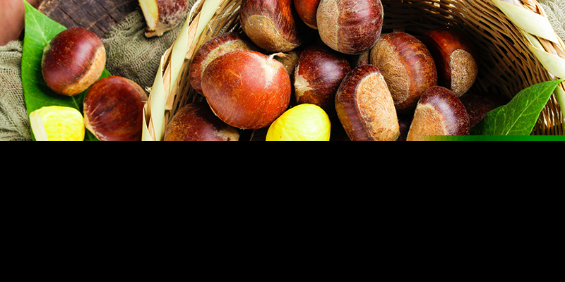 板栗如何保存1、降温冷藏(板栗怎样储藏能过冬)