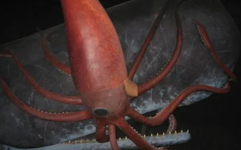 现实中的大王乌贼长什么样