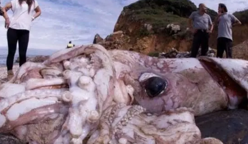 现实中的大王乌贼长什么样