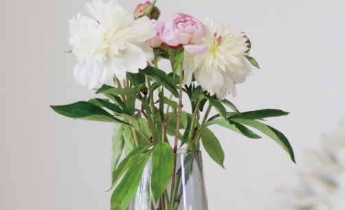 芍药花为什么叫将离芍药形容什么样的女人(芍药花语将离)