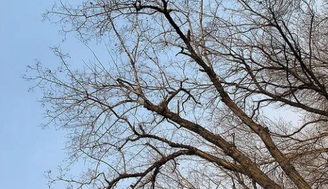 情人节送树枝什么梗送树枝给男朋友什么意思(情人节送男朋友什么礼物最好)