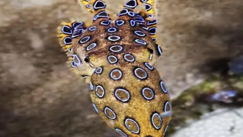 蓝环章鱼有毒性吗