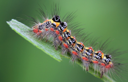 松毛虫成虫有毒吗松毛虫的毒性有多大(松毛虫的成虫是什么样子的)