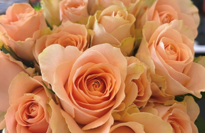 喵街种花都可以种什么花材喵街种花都可以种什么花材(喵街怎么样)