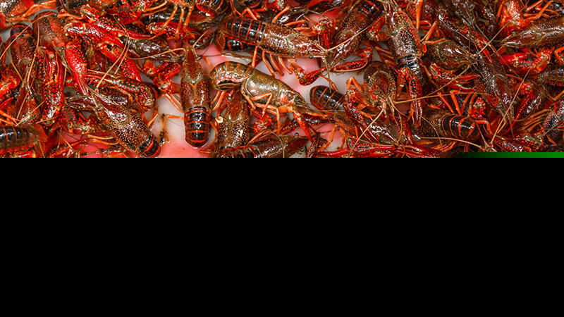 小龙虾怎么钓鲈鱼视频