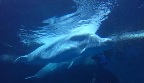 武汉海昌极地海洋公园