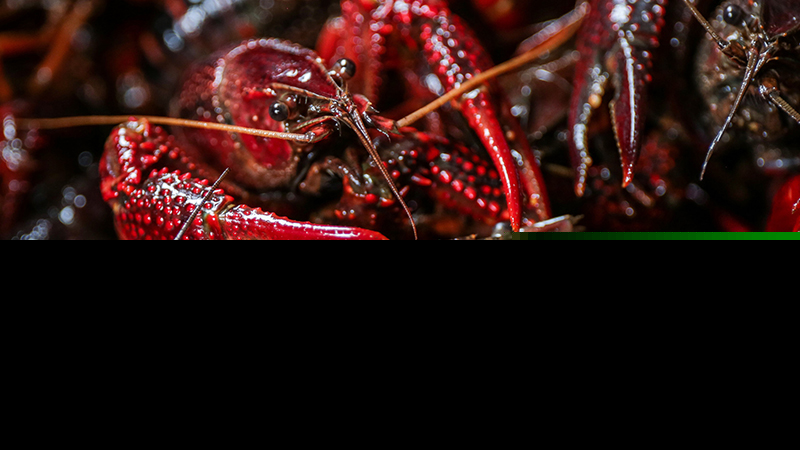 小龙虾怎么钓(小龙虾怎么钓鲈鱼视频)