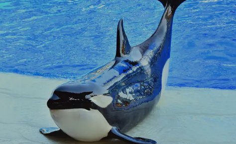 虎鲸为什么不攻击海豚