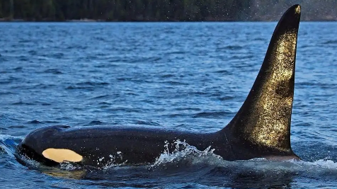 虎鲸为什么讨厌海豚虎鲸和海豚哪个聪明(虎鲸为什么不攻击海豚)