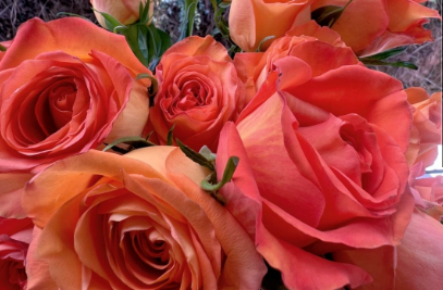 喵街种的花多久可以领到喵街种的花怎么快速完成(喵街邀请怎么获得奖励?)