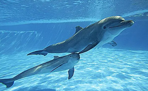 虎鲸为什么不攻击海豚