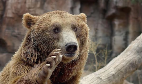 为什么熊吃人会上瘾