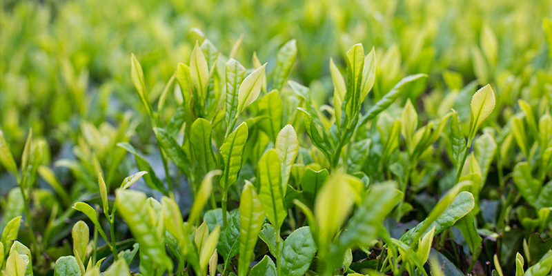 谷雨吃什么1、乌米饭(谷雨吃点什么东西)