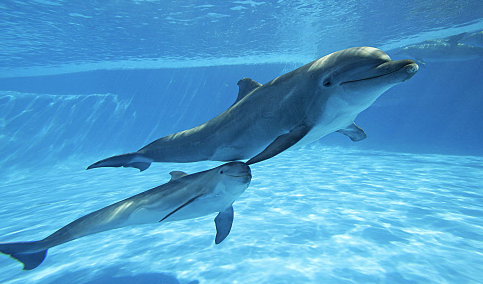 厦门海域金色海豚是怎么回事厦门看海豚的地方是哪里(厦门看海豚在哪里看)