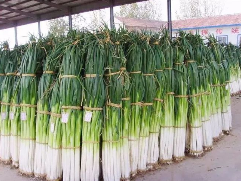 章丘大葱2.532米