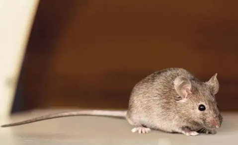 老鼠的智商相当于几岁小孩老鼠的智商在动物界排第几名(老鼠的智商有多高?)