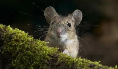 老鼠的智商有多高?