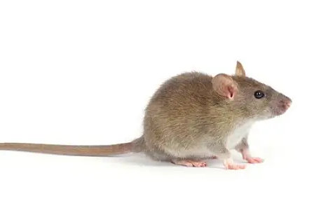 老鼠的智商有多高?