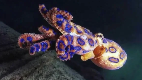 蓝环章鱼有毒吗?