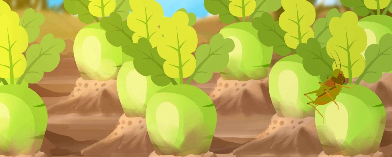 芜菁和萝卜的区别是什么芜菁的营养价值(芜菁的吃法大全)