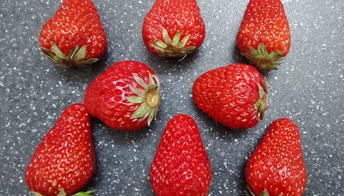 草莓需要每年重新种植吗