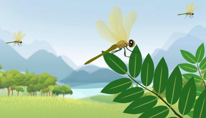 蜻蜓是吃什么食物的