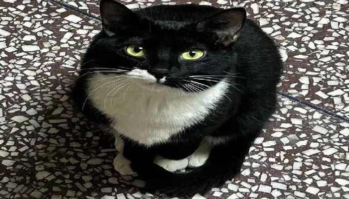 猫爱舔自己的毛怎么回事