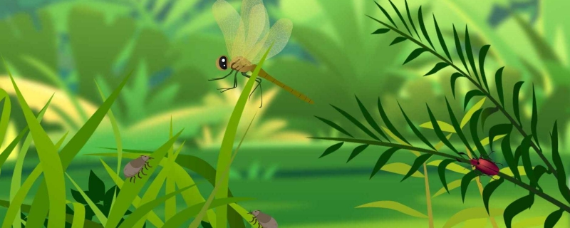 蜻蜓有什么特点蜻蜓吃什么食物(蜻蜓是吃什么食物的)