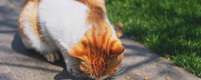 猫为什么老爱舔自己的毛猫咪吃什么对毛发好(猫爱舔自己的毛怎么回事)