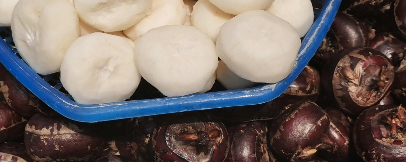 荸荠和马蹄的区别荸荠的功效与作用(荸荠马蹄是一种吗)