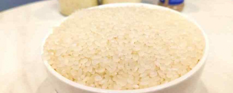 大米怎么保存不生虫子大米最佳储藏方法(大米怎么存放不生虫)