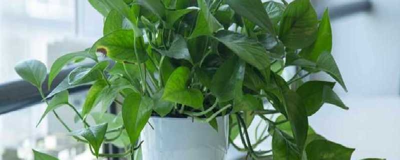 绿萝为什么叫鬼花绿萝的生长习性(为什么说绿萝是鬼花)