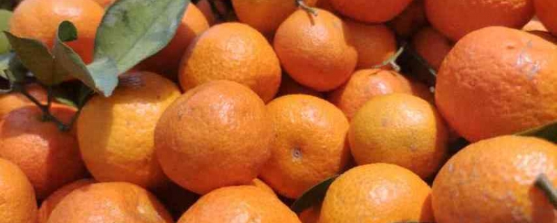 砂糖桔几月份成熟怎么区分正宗的砂糖桔(砂糖橘哪年有的)