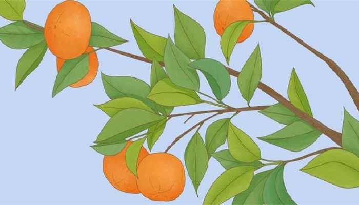 砂糖橘哪年有的